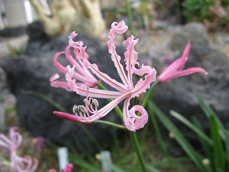 File:Nerine humilis1.jpg