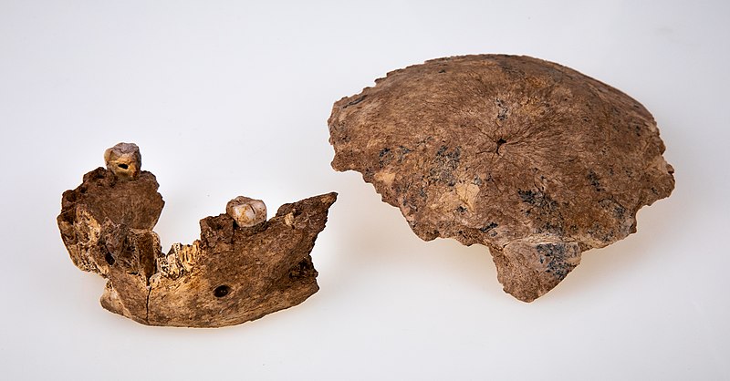 File:Nesher Ramla Homo fossils- a skull fragment and a lower jaw.jpg