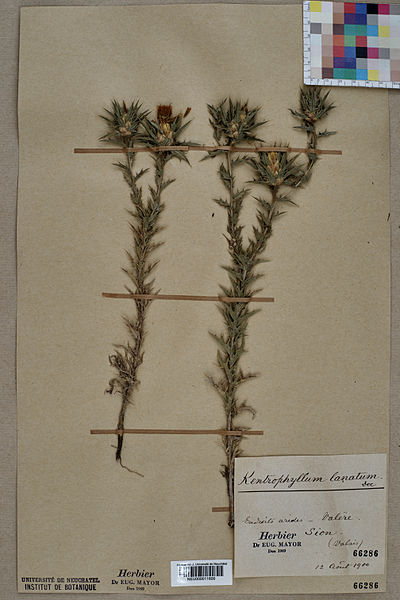 File:Neuchâtel Herbarium - Carthamus lanatus - NEU000011600.jpg