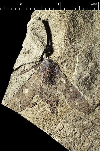 File:Neurosymploca oligocenica holotype MNHN.F.R55185 part-transverse lighting.jpg