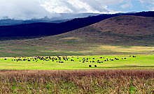 Ngorongoro Conservation Area (Tansania)