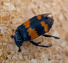 Nicrophorus_sp.(N._vestigator?)_Silphidae-Flickr-_gailhampshire