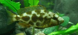 Nimbochromis livingstonii