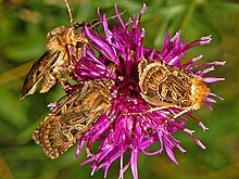 Noctuidae - Chersotis alpestris.JPG