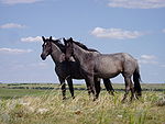 Nokota Horses.jpg