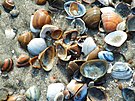 Muscheln am Strand