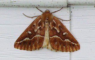 <i>Caripeta piniata</i> Species of moth