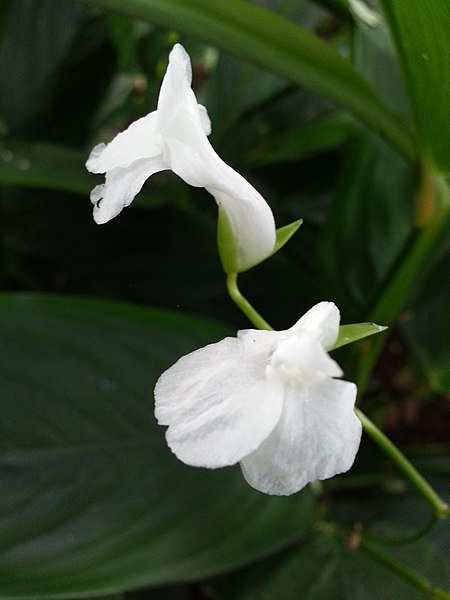 File:Noush4 - Arrowroot flower.jpg