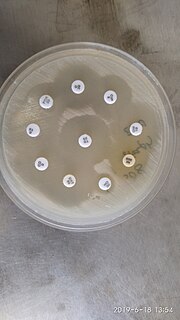 Miniatura para Archivo:Novobiocin Resistant Staphylococcus saprophyticus.jpg