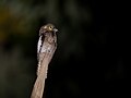 * Nomination White-winged Potoo at night --Hector Bottai 17:33, 27 November 2023 (UTC) * Promotion  Support Good quality. --MB-one 13:14, 2 December 2023 (UTC)