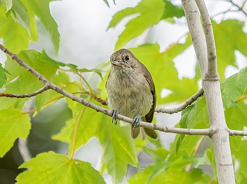 Oak titmouse, Palo Alto