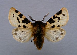 Ocnogyna zoraida, male