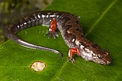 Ocoee Salamander with red legs