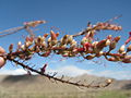 Fiori di ocotillo