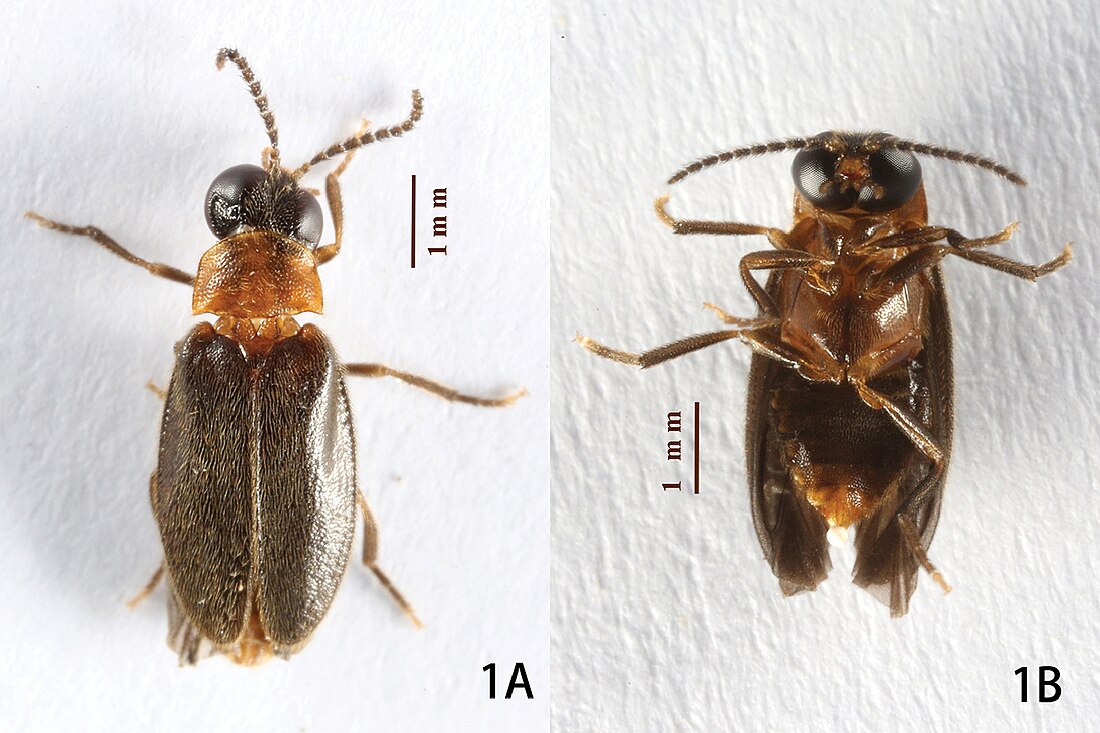 Oculogryphus chenghoiyanae