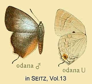 <i>Deudorix odana</i> Species of butterfly