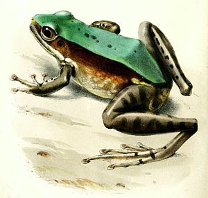 Odorrana chloronota.jpg