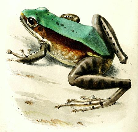 Odorrana_chloronota