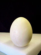 Egg of Aepyornis standing upright