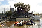 Old jarrah tree gnangarra.JPG