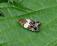 Olindia schumacherana. Putih-dilarang Tortrix - Flickr - gailhampshire.jpg