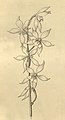 Oliveriana egregia plate 230, fig. I in: H. G. Reichenbach: Xenia orchidacea - vol. 3 (1900) (Detail)