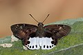 * Nomination: Open wing basking position of Tagiades litigiosa (Möschler, 1878) - Water Snow Flat WLB --Anitava Roy 13:41, 20 March 2023 (UTC) * Review I have asked this user how come every image is uncropped. I wish I had that skill (unless the image has been resized to 6000x4000 --Charlesjsharp 12:14, 21 March 2023 (UTC)