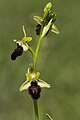 Français : Ophrys sphegodes Les Maisons Rouges, ancienne carrière de Tournont-saint-Martin (Indre), France