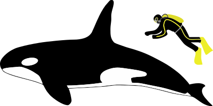 Diagram showing a killer whale and scuba diver from the side: The whale is about four times longer than a human, who is roughly as long as the whale