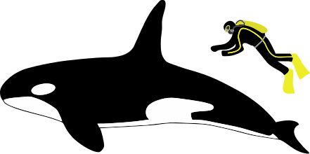 File:Orca size-2.svg