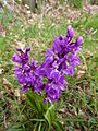 Orchidée dans les monts d'Arrée (La Feuillée)