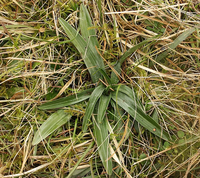 File:Orchis morio 010303.jpg