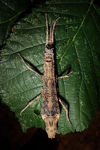 <i>Pylaemenes elenamikhailorum</i> Species of stick insect