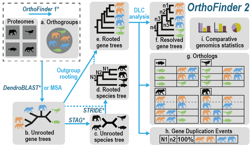 File:OrthoFinder Workflow.png