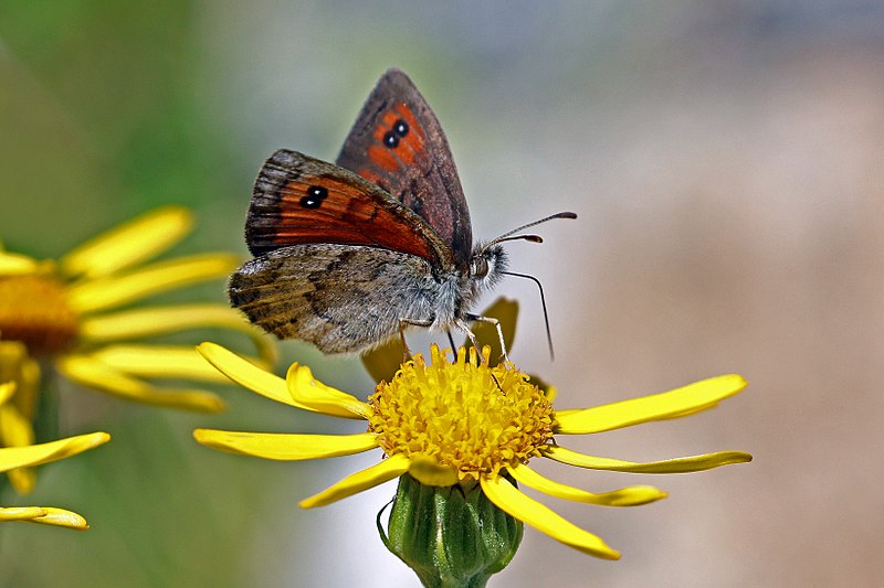 File:Ottoman brassy ringlet (Erebia ottomana) underside Bulgaria.jpg