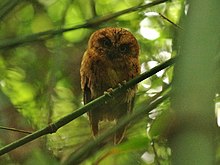 Otus hartlaubi 12933236.jpg