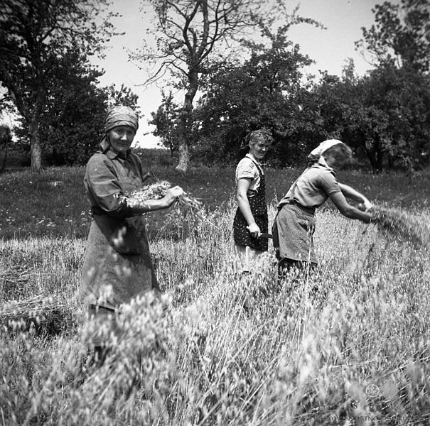 File:Oves žanjejo. Pri Čiči, Velika Slevica 1960 (2).jpg