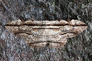 Owl moth (Thysania zenobia).JPG