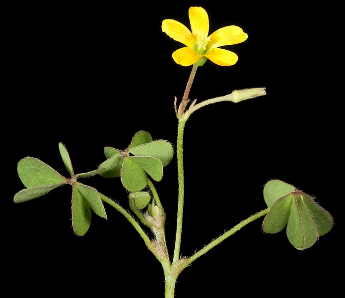 File:Oxalis corniculata (6968968373).jpg