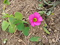 Thumbnail for Oxalis purpurea