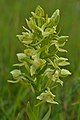 Platanthera algeriensis