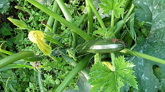 Zucchini in Germany