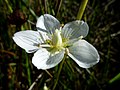 A Moripol (Berguedà - Catalunya)