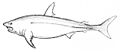 PSM V11 D545 Mackerel shark.jpg