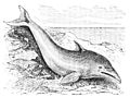 PSM V27 D210 Common dolphin.jpg