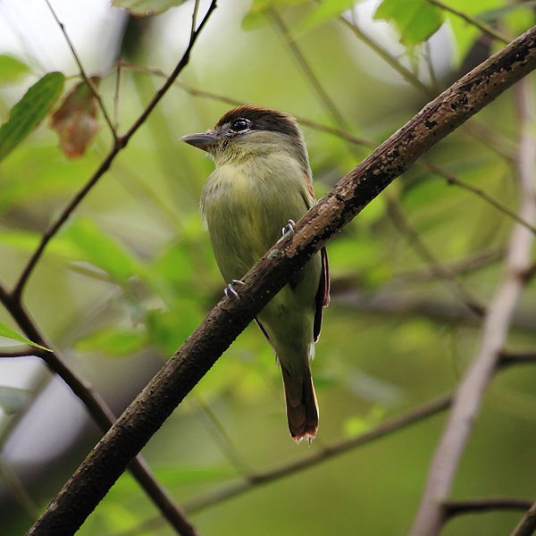 File:Pachyramphus marginatus - Black-capped Becard (female).JPG