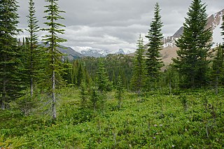 Montane Cordillera Ecozone in south-central British Columbia