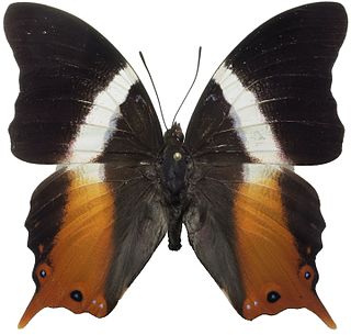 <i>Palla ussheri</i> Species of butterfly