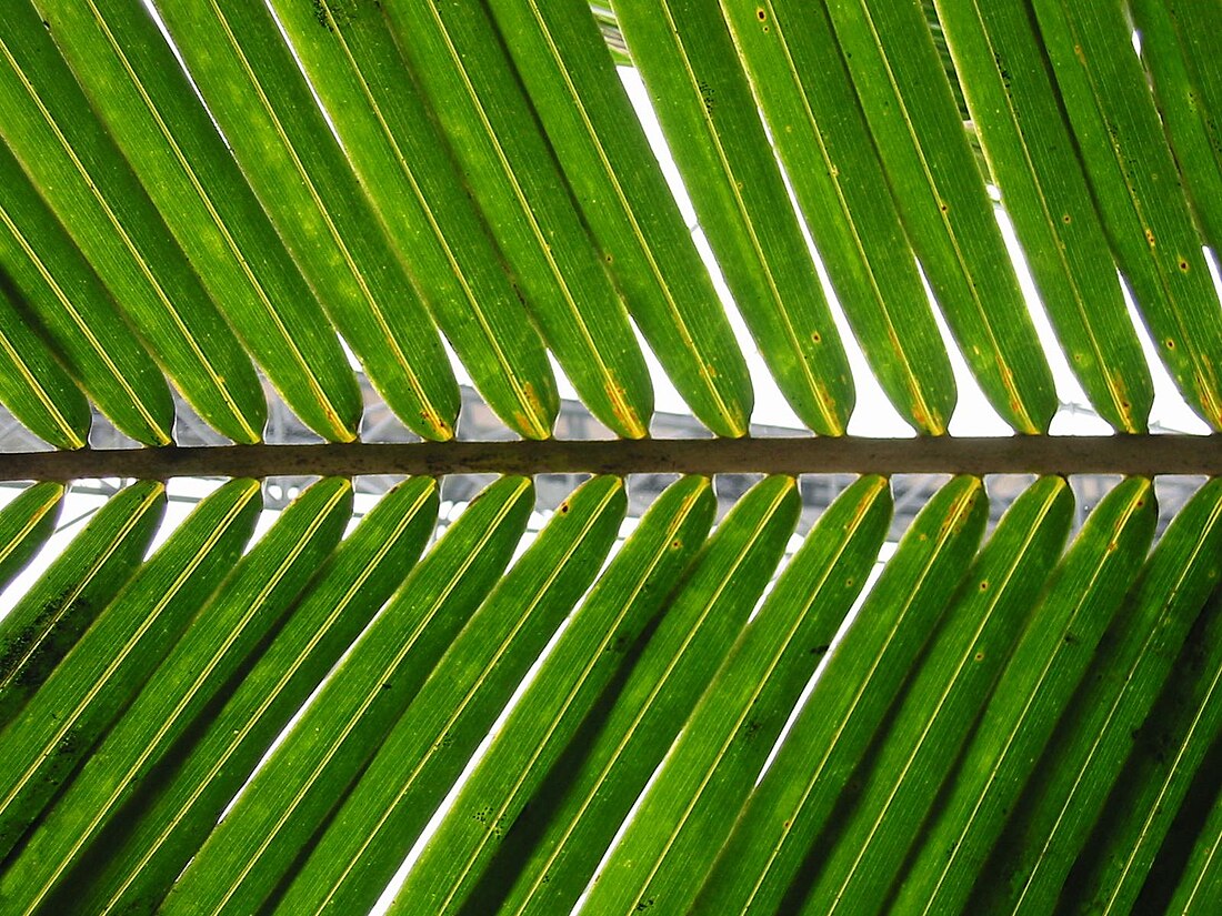 Palmwedel