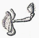 Panagaeus cruxmajor mandibel.png